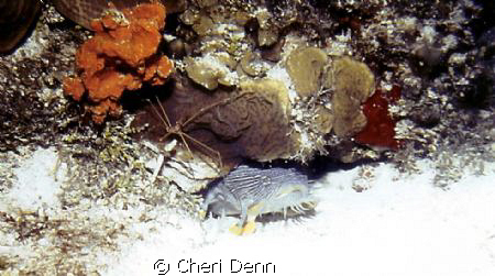 Cozumel Toad Fish - look closely for the arrow crabs by Cheri Denn 