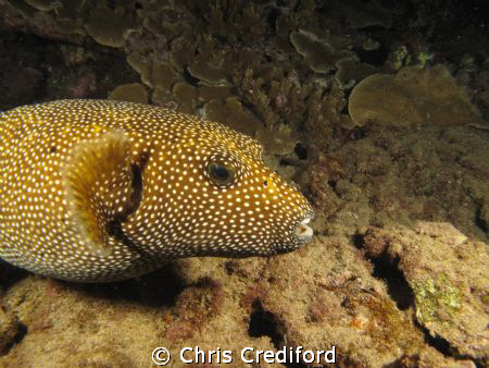 Black Rock Maui, HI   Yellow Puffer  Canon G10 Ikelite DS... by Chris Crediford 