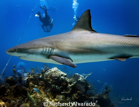 Reef shark taken at "Danger Reef" by Richard Alvarado 
