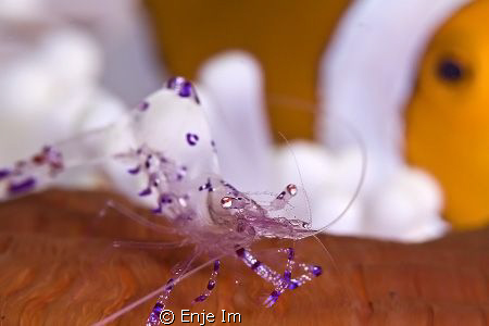 anemone shrimp & fish / Canon 450D + 100mm + 1.4 TC
focu... by Enje Im 