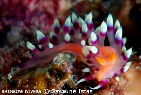 Flabellina in Nha Trang, Vietnam by Caroline Istas 