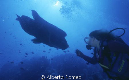 Meeting with big Napoleofish (Cheilinus undulatus)
Nikon... by Alberto Romeo 