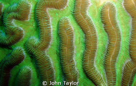Macro shot of gorgeous Brain Coral. St Lucia.
Shot with ... by John Taylor 