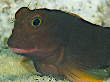 Red Lipped Blenny shot with D300 and 105mm lens by Lee Arbo 
