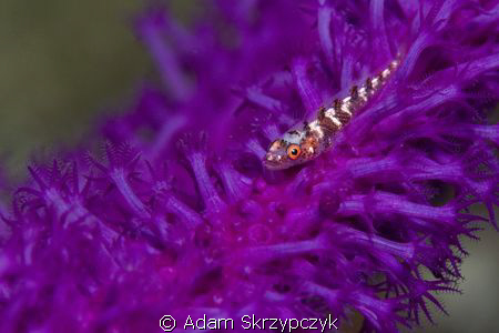 Goby on purple coral by Adam Skrzypczyk 