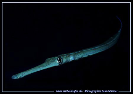 Face to Face with this Bluespotted CornetFish - que du Bo... by Michel Lonfat 