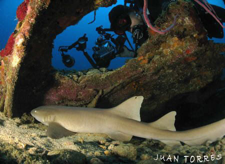 The photographer and the cat...nurse shark, that is. by Juan Torres 
