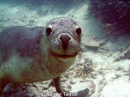 This seal was so much fun and loved the camera
Abrolhos ... by Chloe Taylor 