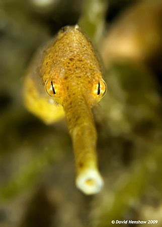 Longsnout Stick Pipefish taken with D200 and 60mm +2T dio... by David Henshaw 