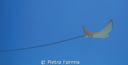 Spotted Eagle ray at Marsa Mubarak, Shot with sony W-300 ... by Pietro Formis 