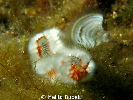 sea-worm taken on island Vis / Canon G9, Inon D2000 strob... by Melita Bubek 