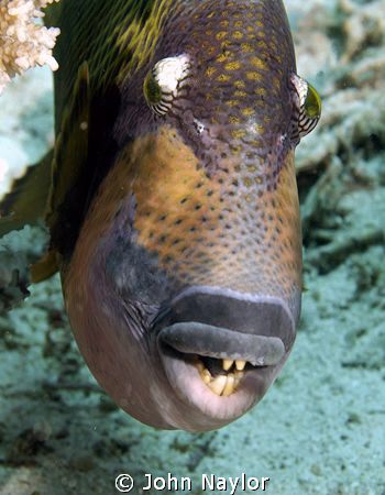 titan trigger fish.very aggresive tried to eat my camera. by John Naylor 