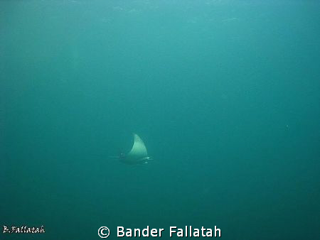 Ray in Arabian Gulf check out the divers 
canon 860 natu... by Bander Fallatah 