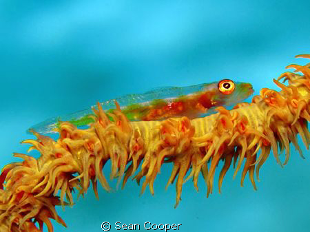 Whip coral goby, taken at Marsa Bareike - Canon G10 with ... by Sean Cooper 
