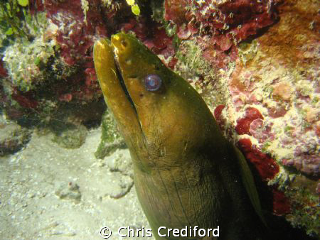 Green Moray Eel  Canon G10 Ikelite strobes.  Look at his ... by Chris Crediford 