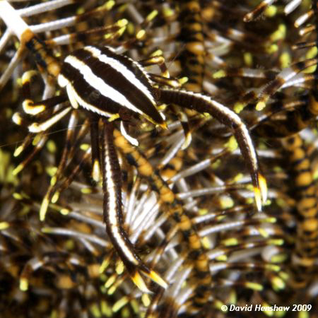 Portrait of an Elegant Squat Lobster. Taken with D200 and... by David Henshaw 