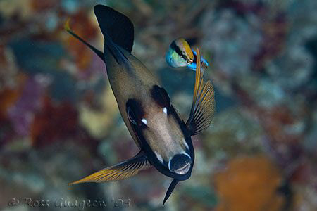 Surgeonfish and Cleaner Wrasse.  Wakatobi, Southeast Sula... by Ross Gudgeon 