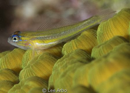 Goby shot with D300 and 105mm macro lens by Lee Arbo 