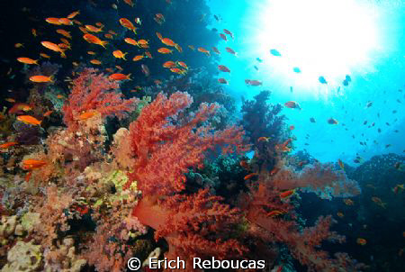 My favorite reason why it's called the RED SEA  : ) by Erich Reboucas 
