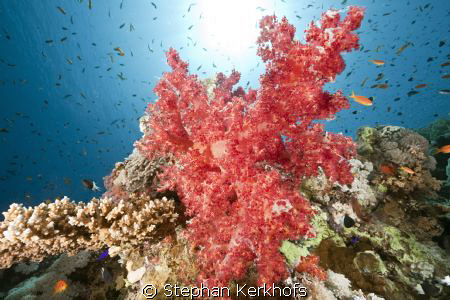 Beautifull softcoral taken at Jackson reef Tiran. by Stephan Kerkhofs 