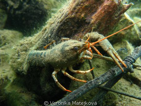 Crayfish in Lobejun quarry by Veronika Matějková 