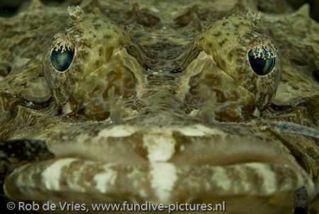 Crocodile fish in the seagrass. by Rob De Vries 