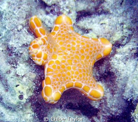 This was a small starfish laying amongst dead bleached co... by Chloe Taylor 