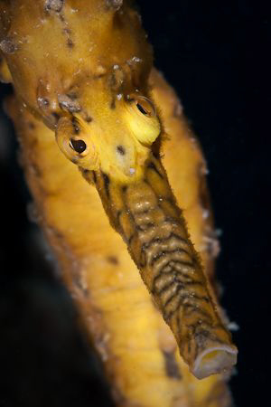 Western Australian Seahorse.  Taken at the old Robb's Jet... by Mick Tait 