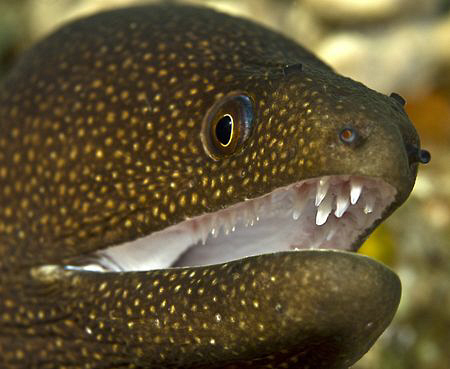 Another portrait shot of a Moray eel by Charles Wright 
