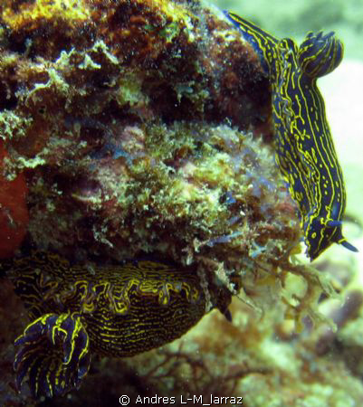 PAIR OF SEA SLUGS!
gastropod mollusk 
 by Andres L-M_larraz 