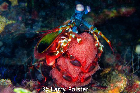 Peacock Mantis Shrimp with eggs. D300-60mm by Larry Polster 