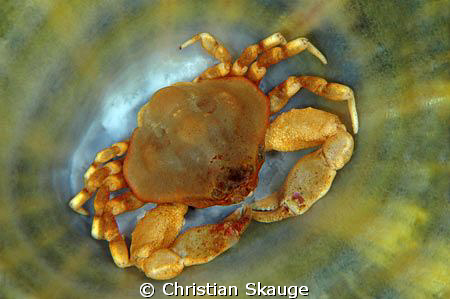Ebalia tumefacta, Bryer's nut crab. by Christian Skauge 