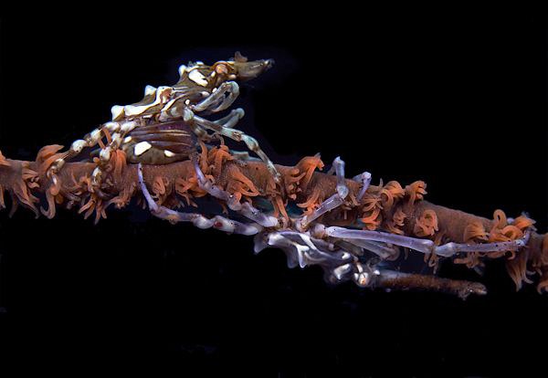 Xeno crabs, Tulamben. The female is carrying eggs. by Doug Anderson 