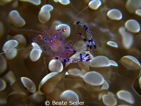 Anemone shrimp , taken at Wakatobi with Canon S70 by Beate Seiler 