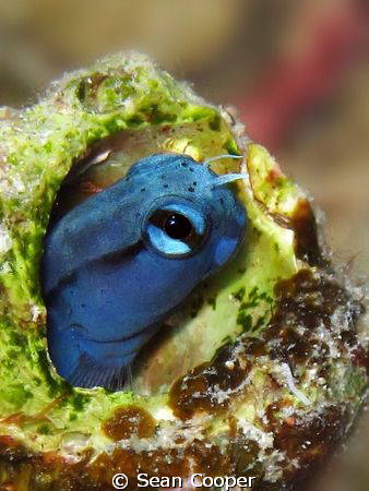 Cute  Blenny.
Canon G10 with Epoque strobe
 by Sean Cooper 