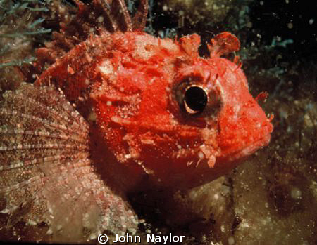 red scorpion fish.night dive at Gozo by John Naylor 