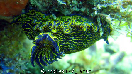 SEA SLUG WITH OPEN CERATA!!!
AND MANTTLE by Andres L-M_larraz 