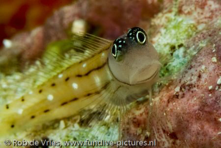 Blenny looking at me, thinking who are you?
Taken with 6... by Rob De Vries 
