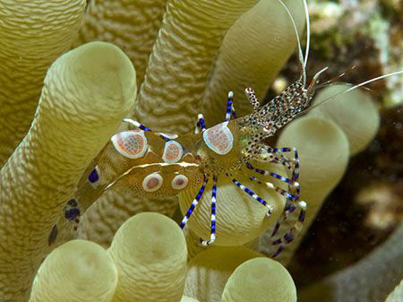 Spotted Cleaner Shrimp (Periclimenes yucatanicus) from Bo... by Jim Chambers 