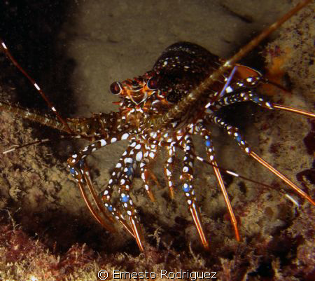 Lobster 
night dive at Escambron Beach, CANON G9 built-i... by Ernesto Rodriguez 