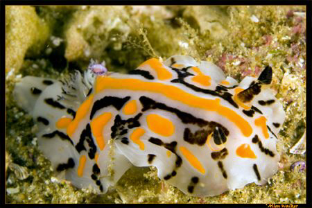 Never been good with names but a rather colourful nudi, u... by Allen Walker 