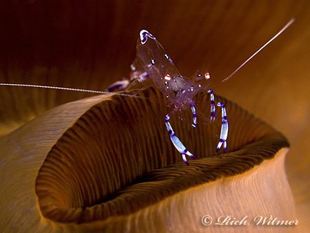 Kiss My Glass Shrimp! Shrimp on an anemone. No Crop.  G9/... by Richard Witmer 