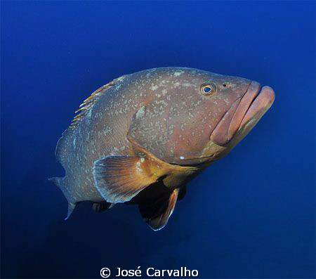 Beautiful giant grouper at the famous wreck "Madeirense",... by José Carvalho 
