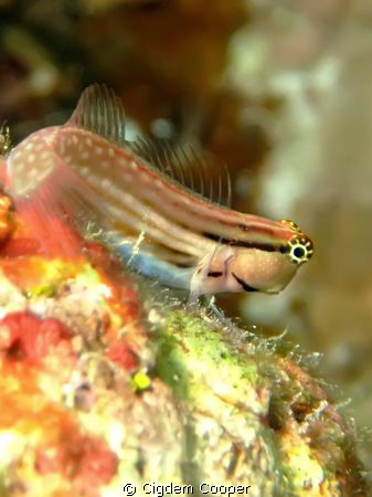 Red Sea Combtooth blenny taken at Sharksbay with Fuji f50... by Cigdem Cooper 