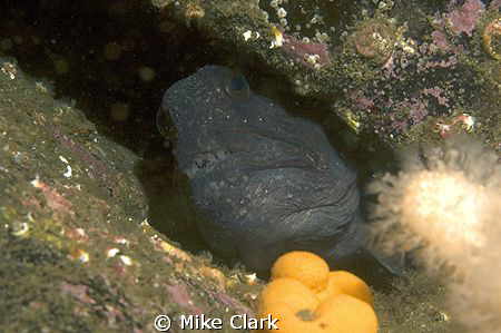 Wolf fish having a look out of his hole by Mike Clark 