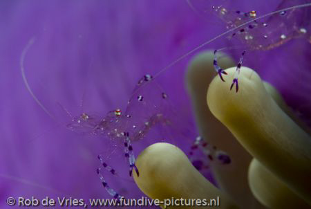 Two transparant shrimp on the outiside of an Anemone. Tak... by Rob De Vries 