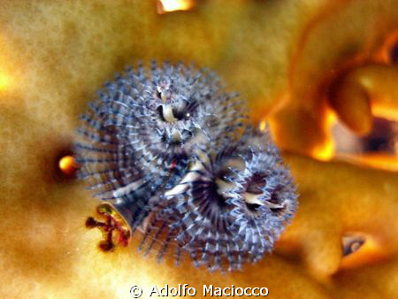 Christmas tree worm on fire coral,
Eagle ray bay,
Sharm... by Adolfo Maciocco 