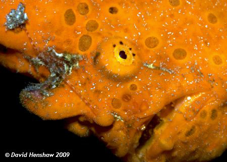 Close-up of Orange Painted Frogfish sporting a distinctiv... by David Henshaw 