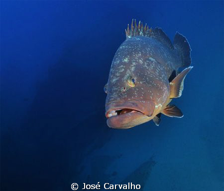 Giant grouper at the Madeirense Wreck, in the Portuguese ... by José Carvalho 