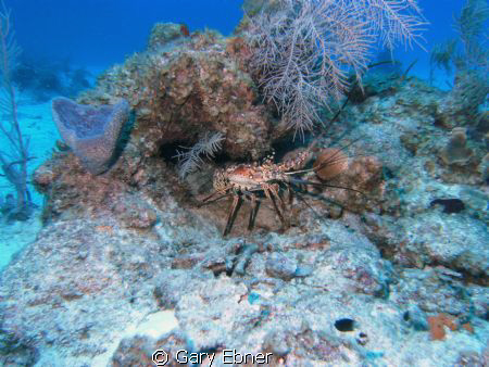 Grand Cayman North End. This was taken at a dive site cal... by Gary Ebner 
